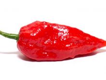 Pepper