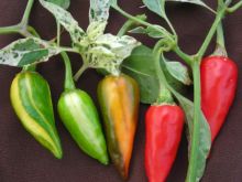 Pepper