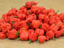 Pepper