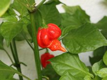 Pepper