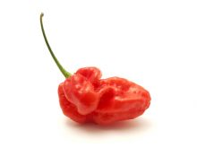 Pepper