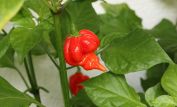 Pepper