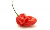 Pepper
