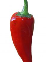 Pepper