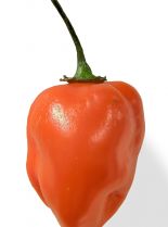 Pepper