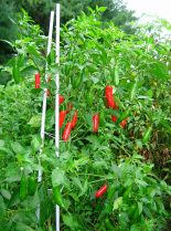Pepper