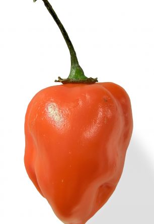 Pepper