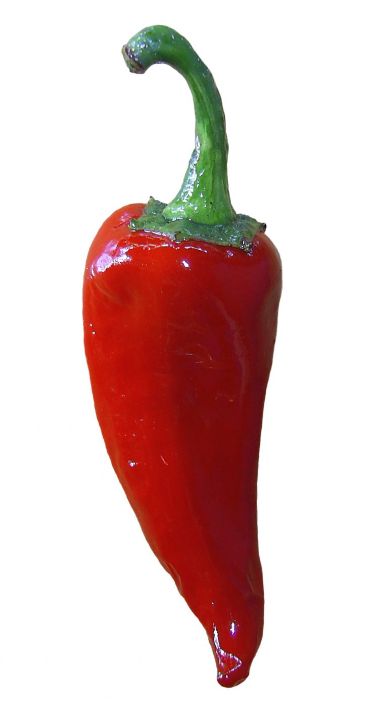 Pepper