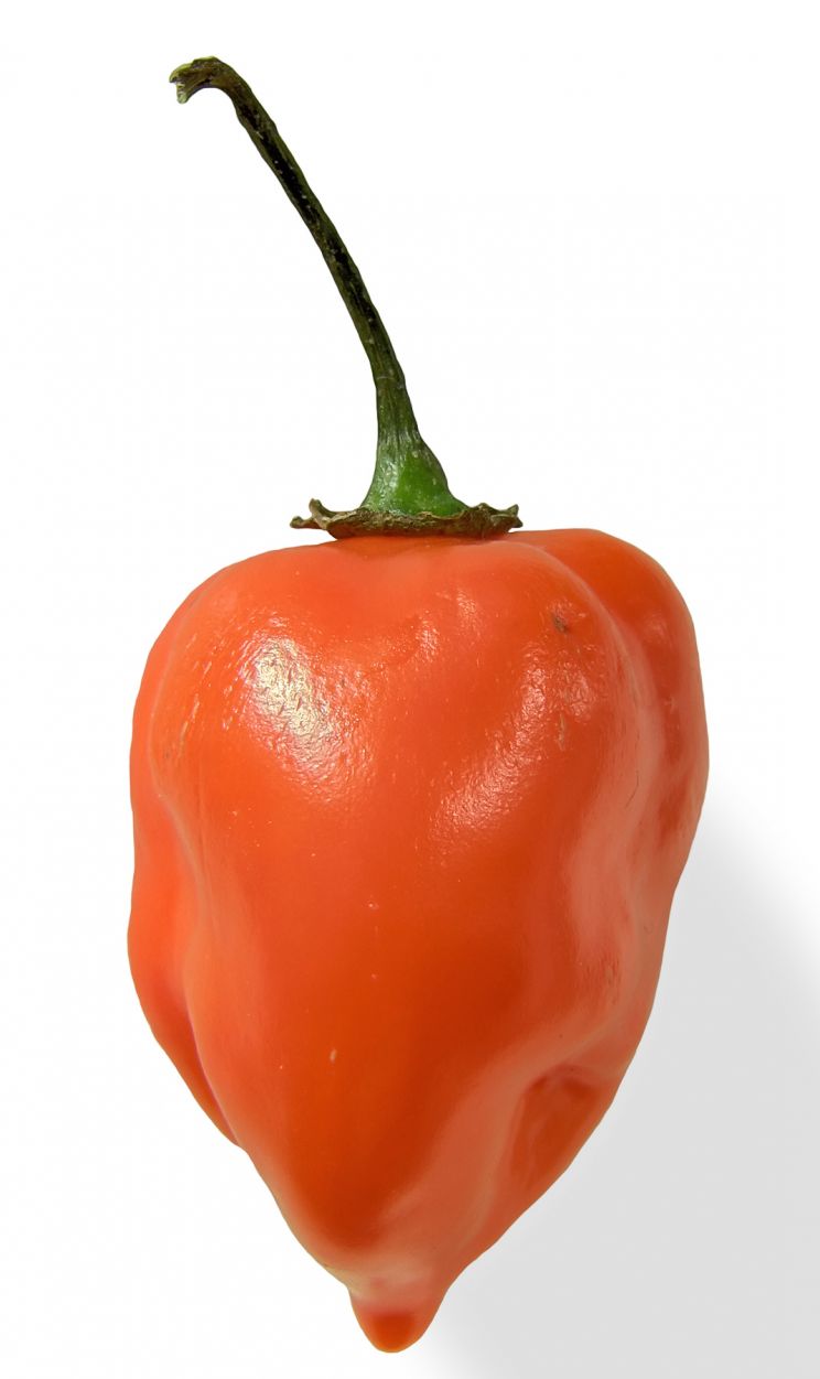 Pepper