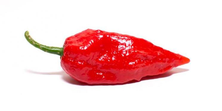 Pepper