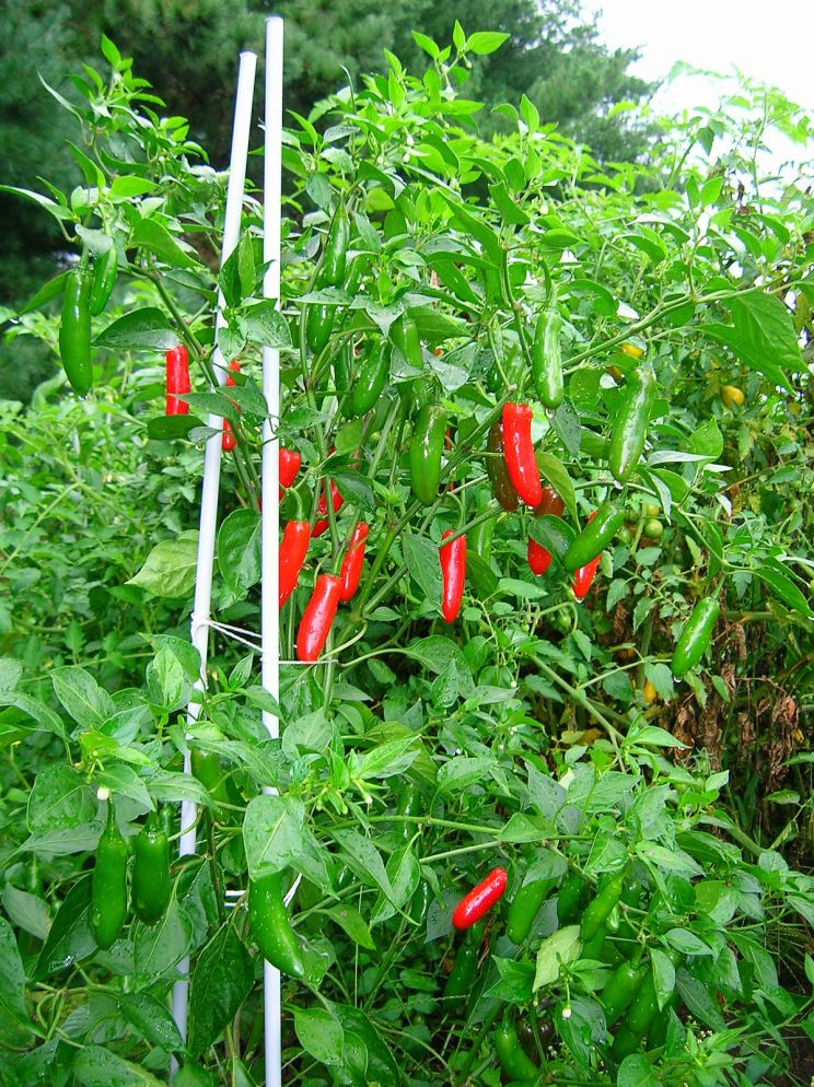 Pepper