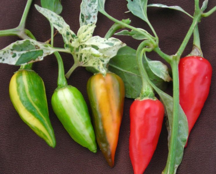 Pepper
