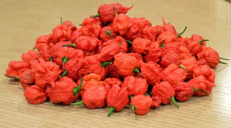 Pepper