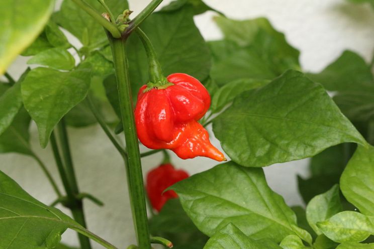 Pepper