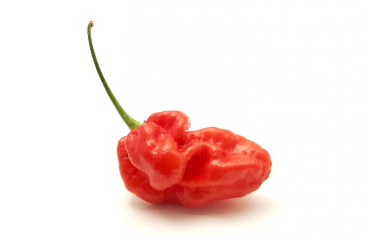 Pepper