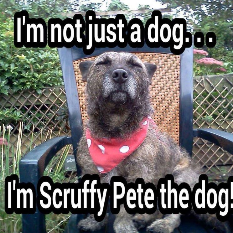 Pete the Dog