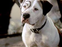 Petey