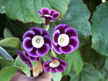 Phyllis Douglas photo