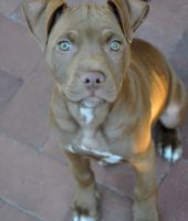 Pitbull