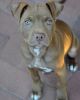 Pitbull