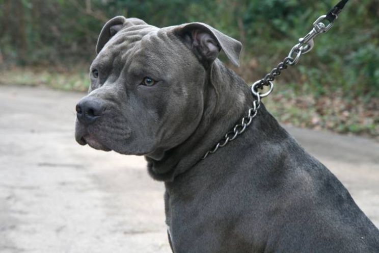 Pitbull