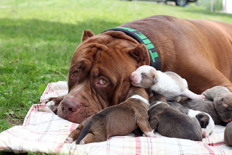 Pitbull