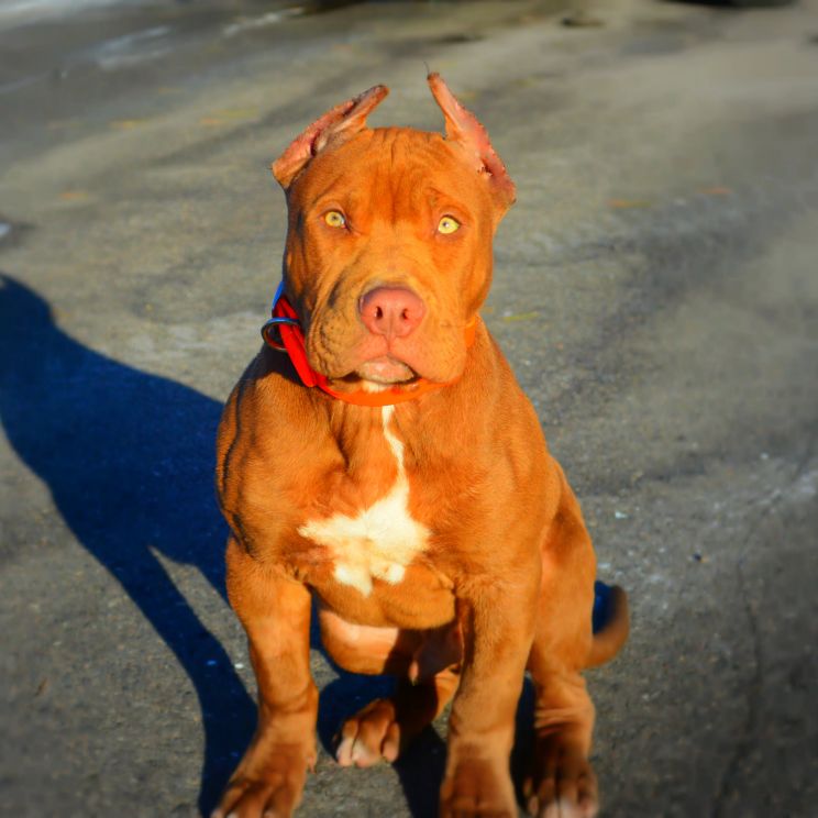 Pitbull