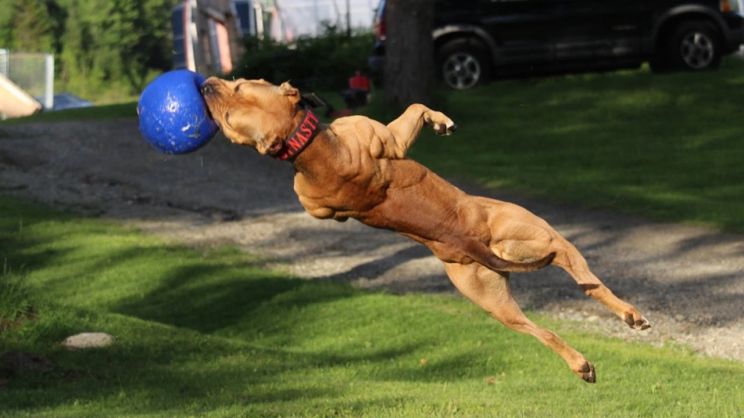 Pitbull