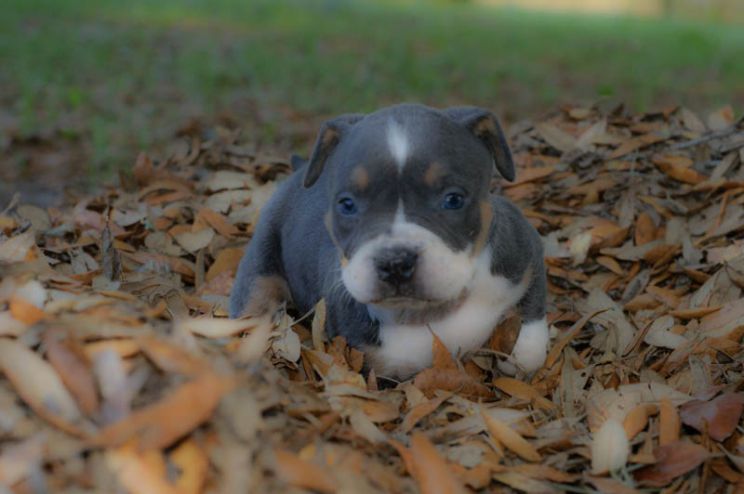 Pitbull