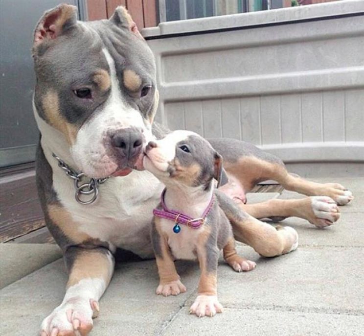 Pitbull