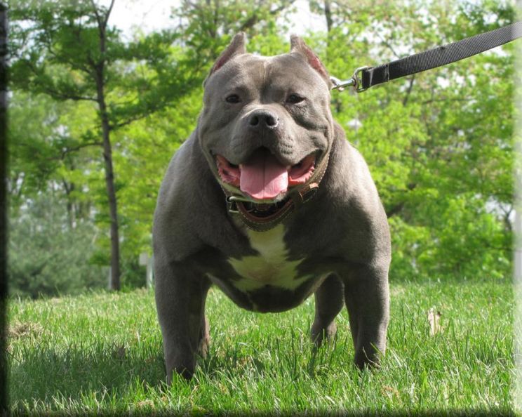 Pitbull