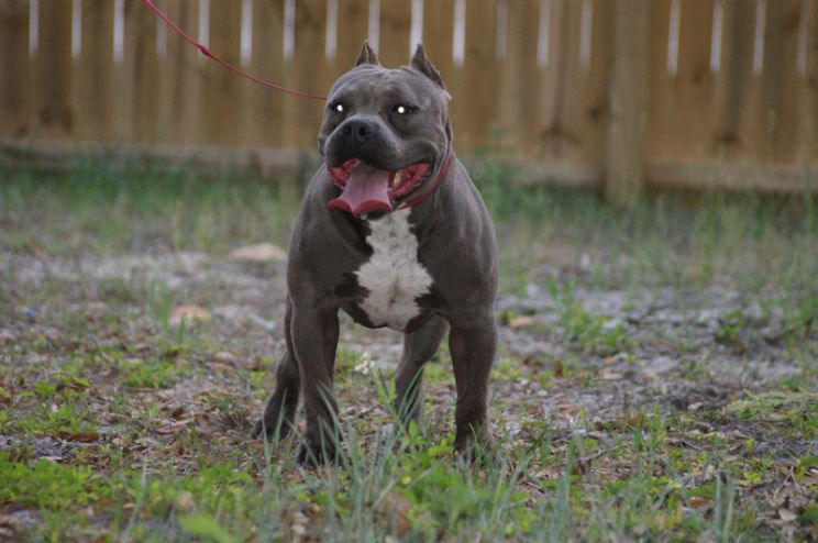 Pitbull