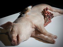 Polly Morgan