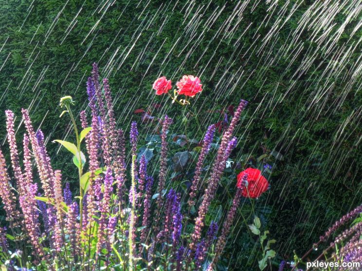 Rain