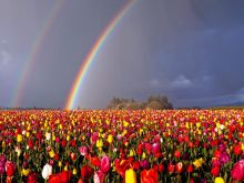 Rainbow Harvest