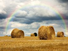 Rainbow Harvest photo