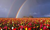 Rainbow Harvest