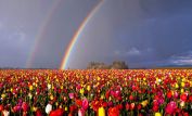 Rainbow Harvest