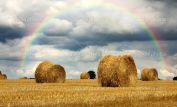 Rainbow Harvest