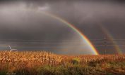 Rainbow Harvest