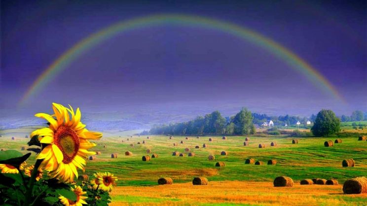 Rainbow Harvest