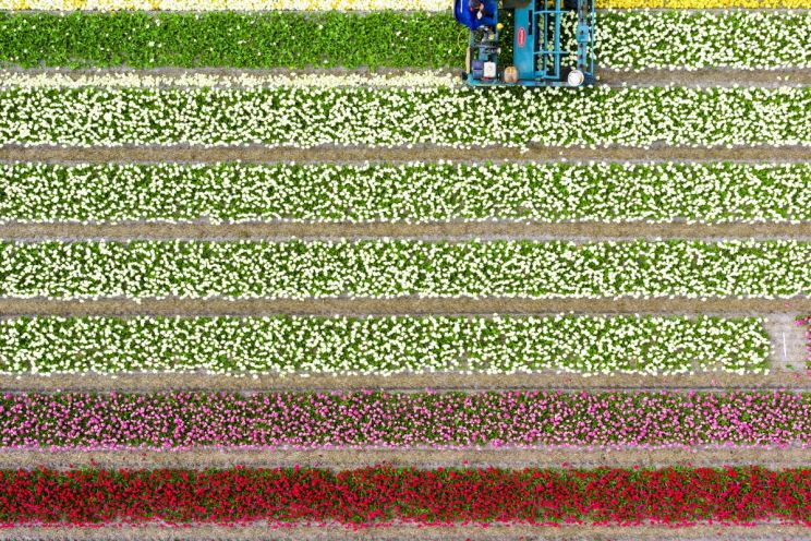 Rainbow Harvest