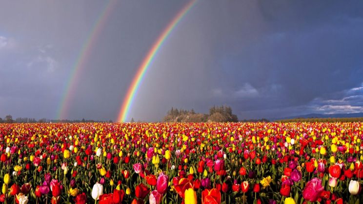 Rainbow Harvest