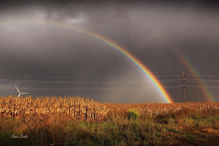 Rainbow Harvest