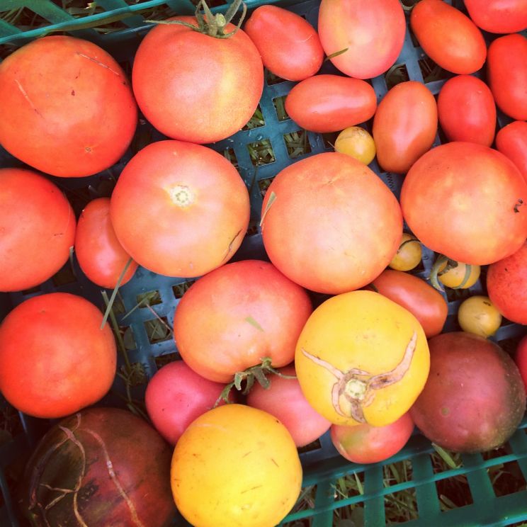 Rainbow Harvest