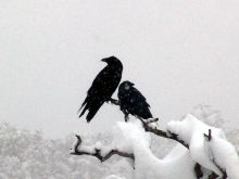 Raven Snow