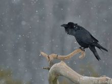 Raven Snow