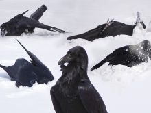 Raven Snow