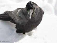 Raven Snow