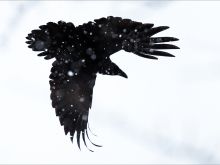 Raven Snow